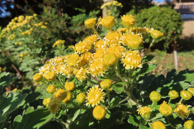 ハナイソギク（花磯菊）<br /><br />イソギクと栽培のイエギクの交雑したもの。