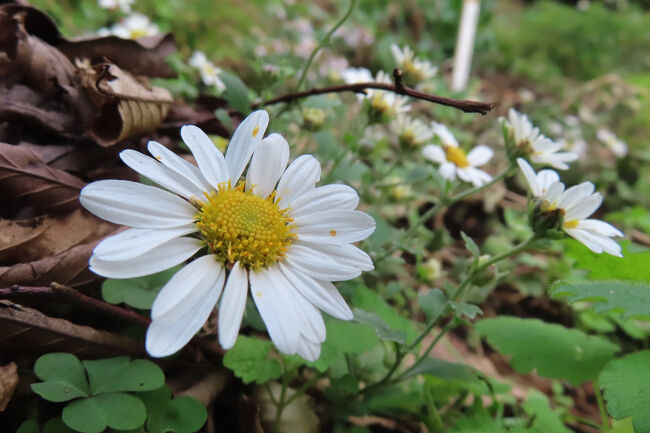 リュウノウギク（竜脳菊）<br /><br />白い花びらが鮮やか。