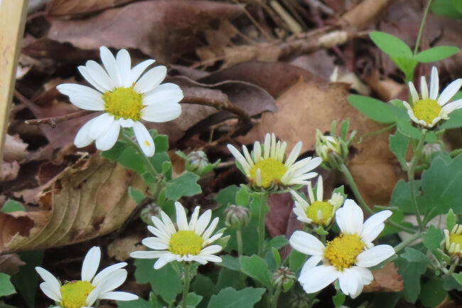 リュウノウギク（竜脳菊）<br /><br />香りが香料の竜脳に似ているのが名前の由来。