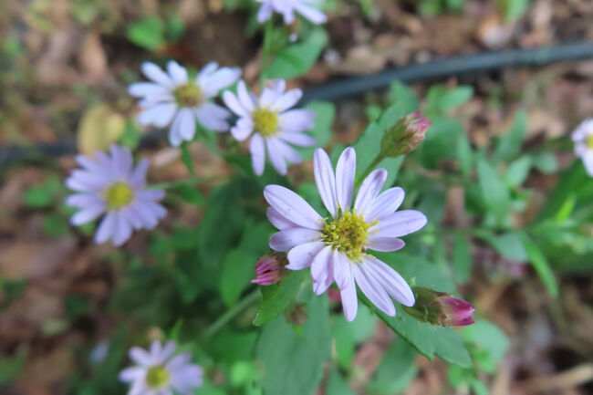 コンギク（紺菊）<br /><br />野菊の1つ、白花や青紫色。