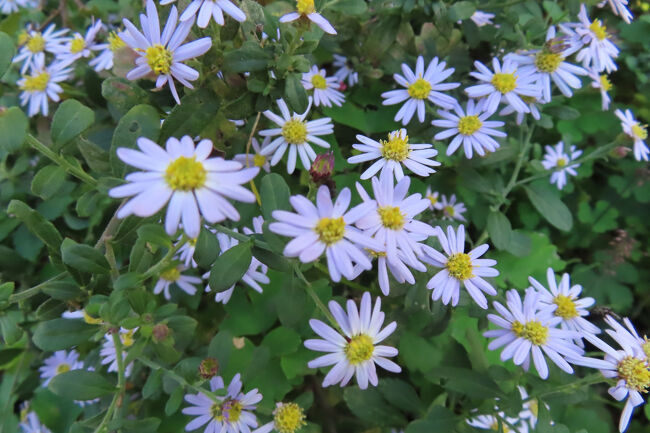 コンギク（紺菊）<br /><br />ヨメナと共に、いわゆる「野菊」と呼ばれるキクの代表。<br /><br />