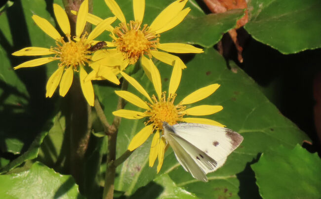 ツワブキ（石蕗）<br /><br />鮮やかな黄色の花。<br />モンシロチョウも。