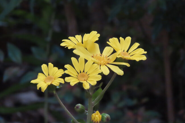 ツワブキは、キク科ツワブキ属に属する常緑多年草。