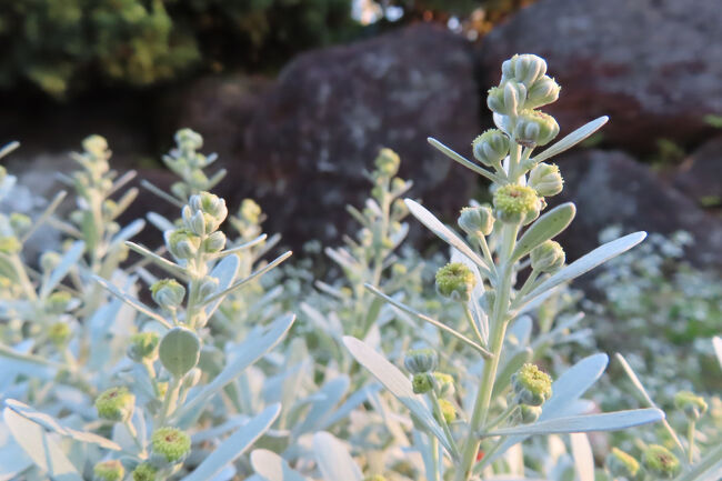 シロタエギク（白妙菊）<br /><br />シルバーリーフの代表格、花も。