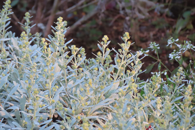 シロタエギク（白妙菊）<br /><br />