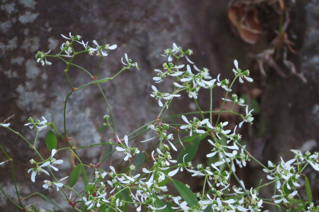 ユーフォルビア　<br /><br />小さな白い花がふわふわ