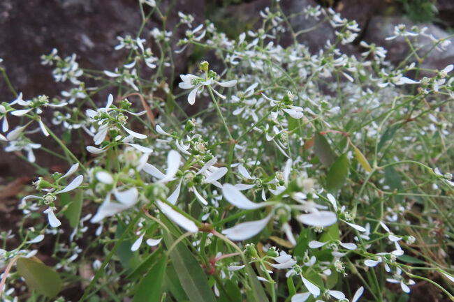 ユーフォルビア ダイアモンドフロスト