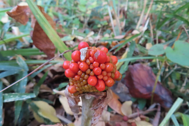 ムサシアブミ（武蔵鐙）の赤い実　<br /><br />野鳥が食べる。<br />人は食べてはいけない。