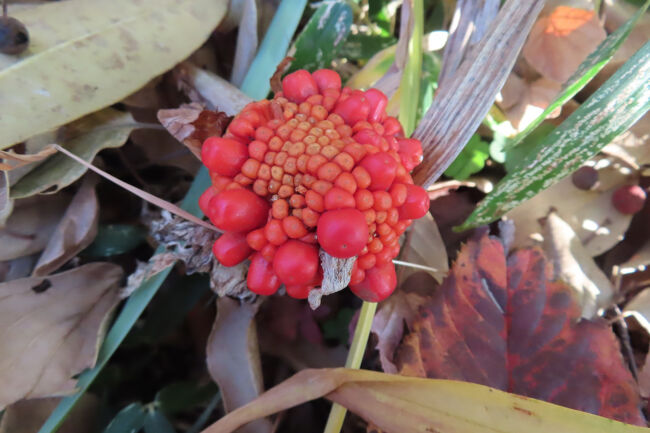 ムサシアブミ（武蔵鐙）の赤い実　<br /><br />赤く熟した実がトウモロコシのように。