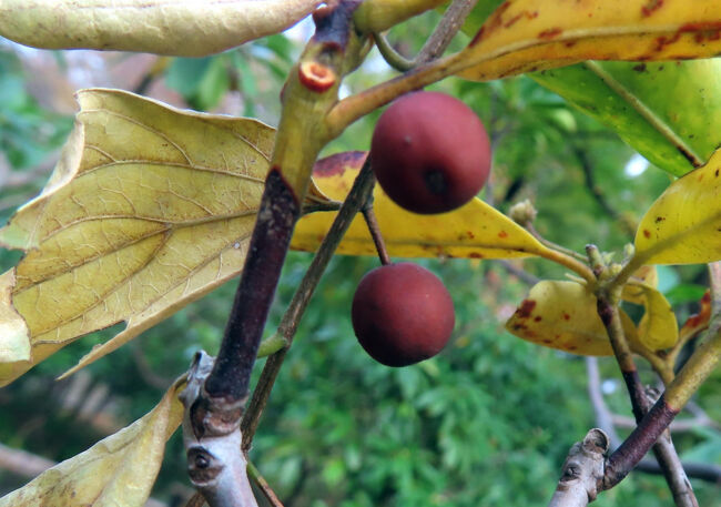 カルミア（花笠石楠花）の赤い実　<br /><br />食べられません。<br />猛毒成分が含まれている。