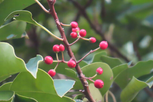 クロガネモチ（黒金餅）の赤い実　<br /><br />野鳥が食べる。