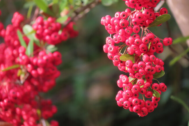 ピラカンサ（常盤山査子）の赤い実　<br /><br />野鳥が食べる。<br />まだまだ咲いている。
