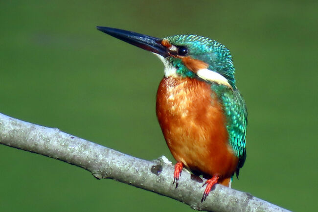 カワセミ（翡翠）<br /><br />毎日やって来る。<br />美しい、水辺の「青い宝石」。
