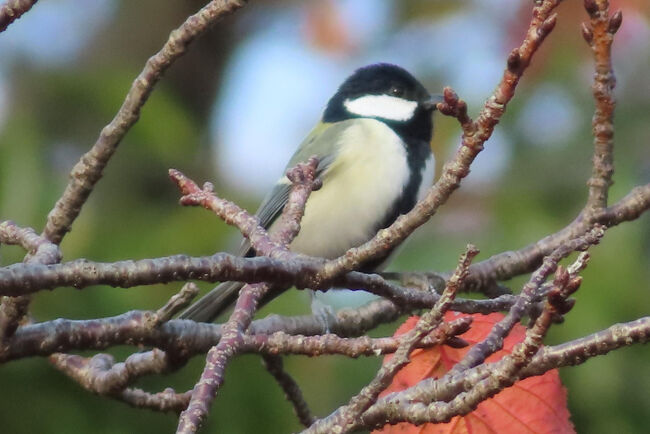シジュウカラ（四十雀）<br /><br />黒いネクタイでオシャレ