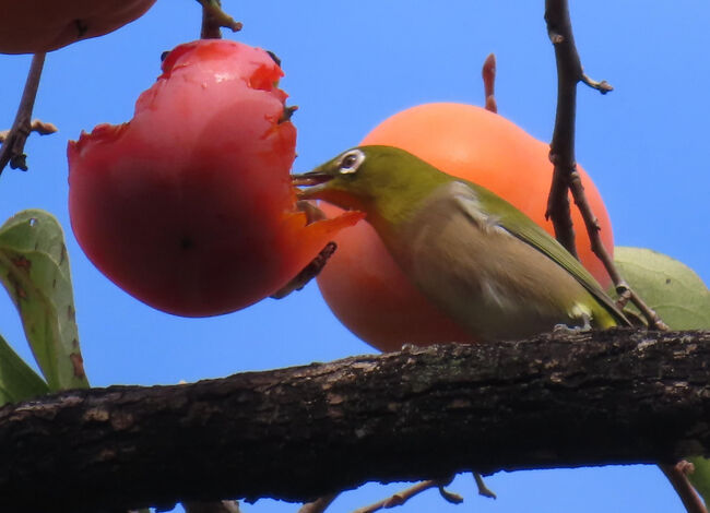 メジロ（目白）<br /><br />目のまわりの白いフチドリ。