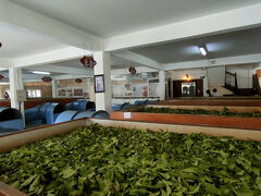 New　Giragama Tea Factory で工場見学と紅茶の試飲。薪を使って茶葉を乾燥させていた。ゴールデンリーフとBOPを購入。