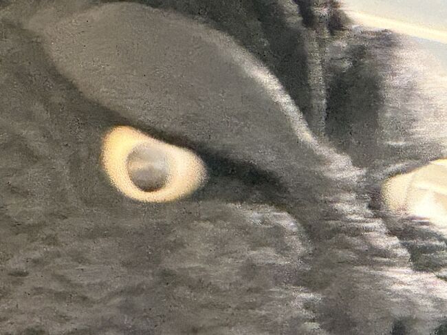 三白眼が恐怖の象徴です。