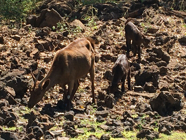 今日もヤギの大群がお散歩してます。<br />子ヤギが可愛い！