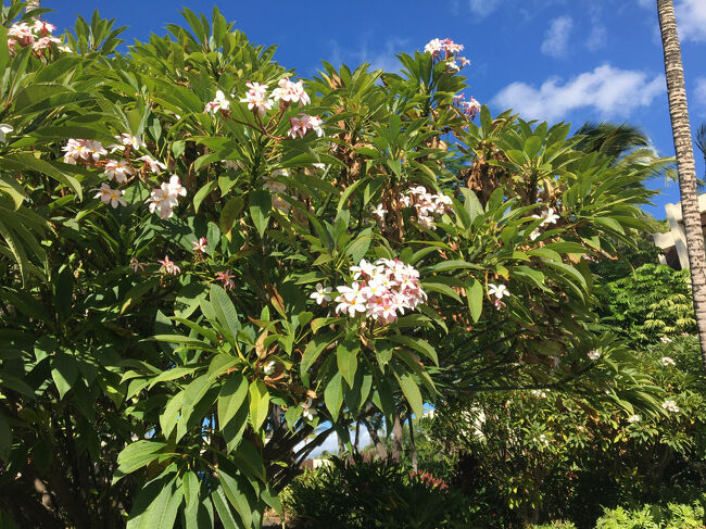 プルメリアが満開です