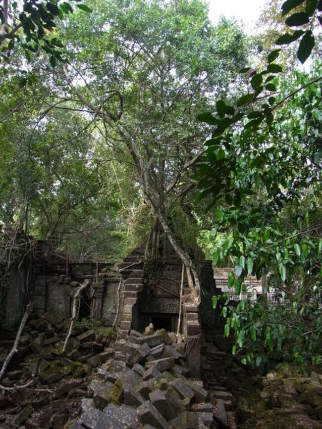 木々と石が融合する遺跡のベンメリア。ガイドさんによると緑がある場所を東アジア人は好むそうで、日本・韓国・中国人が多いです。