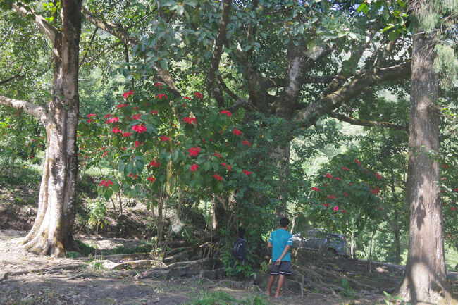 ヘアピンカーブの内側にポインセチアの木がありました。クリスマスに見掛けるので寒い地方の植物かと思ってしまいますが、暖かい地方で大木になっているのを見ます。メキシコなどの中南米原産で、台湾の太魯閣渓谷で大木になっているのを見たことがあります。日本でも宮崎県に並木があるそうです。<br />