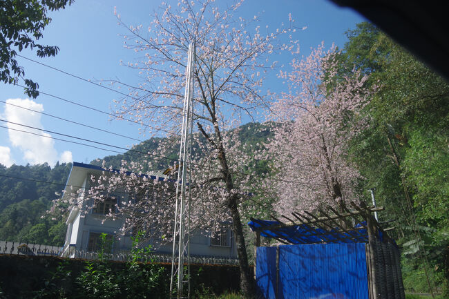 ガントクのタシビューでも咲いていた桜が満開です。<br />