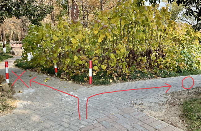 入ってすぐ二股になっていて、私も夫もあとで繋がると思って、眺めの良さそうな左の道へ進んでしまいました