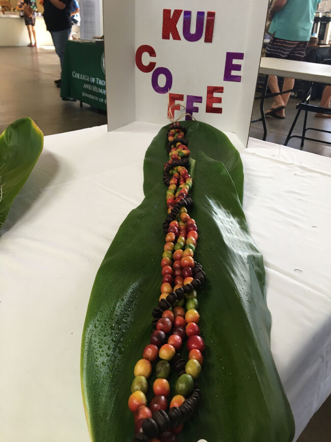 コーヒー・チェリーの色の違いを利用して、美しいレイになっています