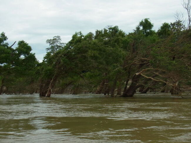 風が強いのでしょうか、木が傾いています。