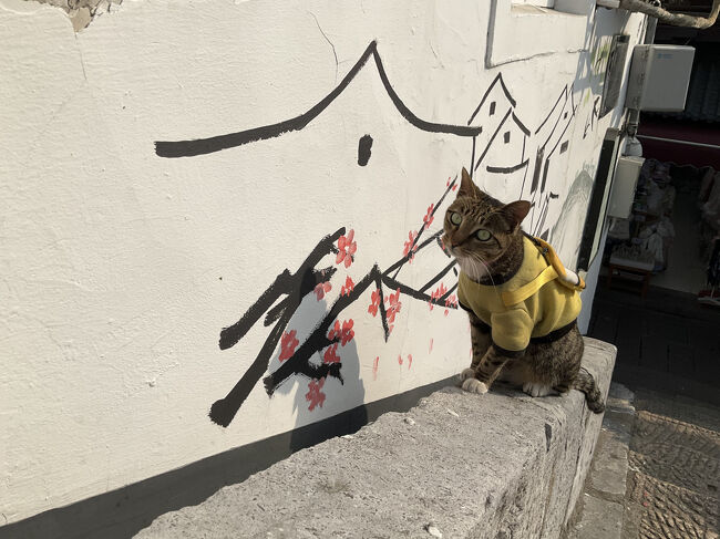 猫ちゃんがリュック背負っていた♪