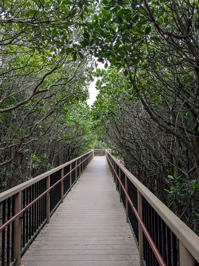 カヌーに乗らなくても、遊歩道からかなり間近にマングローブが観察できます。