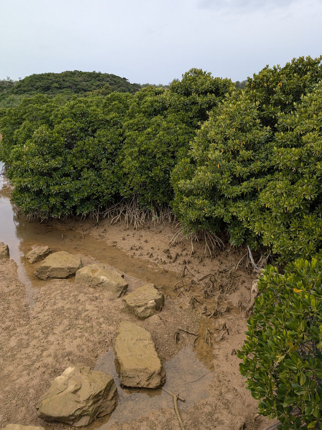 実際に初めてマングローブを見ることが出来て感動！