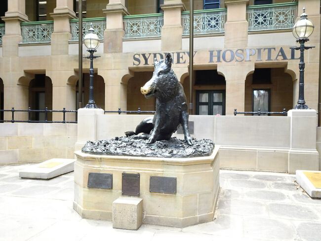 最終日なのであまり歩き回らず、ニューサウスウェールズ州立美術館へ行って絵画を鑑賞しようと思います。<br /><br />歩いていく途中のシドニー病院の前にあったイノシシの像。鼻に触ると幸せになれるとかで、多くの人が触って記念撮影をしていた。当方もしっかり撫で回してきました。