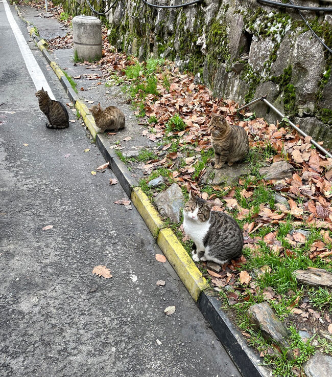 国境では猫ちゃん達が迎えてくれました。<br /><br /><br />私たちに国境なんてないの(=^・^=)