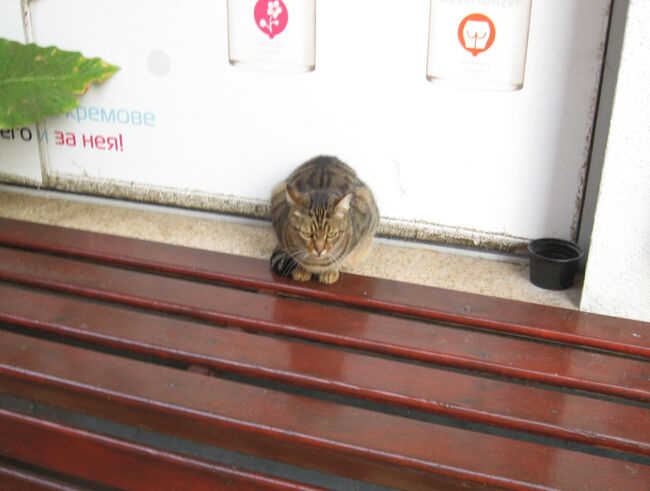 玄関口には看板猫がいらっしゃいました。<br /><br /><br />「まぁ　そんなこわい顏しないで　よろしくニャ」