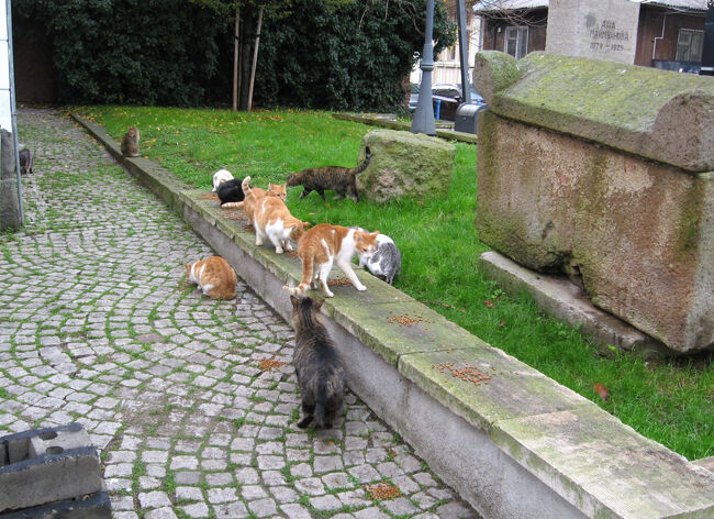 博物館前にはギリシャかローマ帝国時代の石棺があります。<br /><br />その傍らで猫ちゃん達に食事を与えている方がいました。