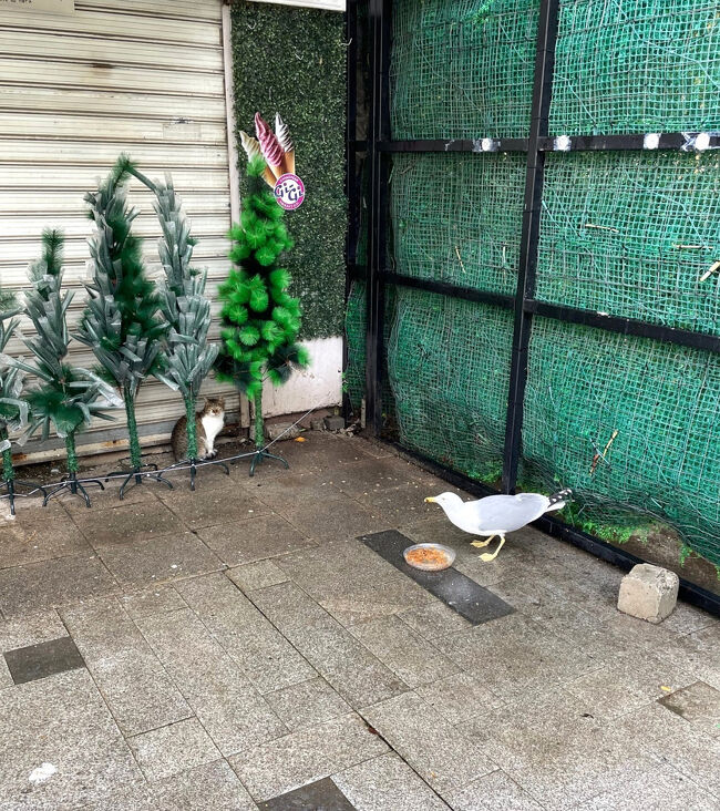 横取りする方もいます。<br /><br />奴らがいなければ俺たちの天下なのに(=^・^=)