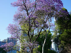 フラッグスタッフ公園

クイーンビクトリアマーケットの隣にある公園


紫の花が印象的