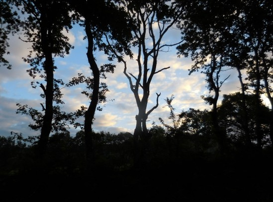 7時ちょっとに出発。少し行くと向こうからタクシーがやって来た。車の窓越しに野球帽の少年が私を凝視してるので気付いた事があった。<br />昨日、家族でアルベルゲにやって来たが気に入らなかったようで泊まることなくどこかに行ってしまった家族だ。そのとき野球帽の少年に「疲れた？」と聞くと首を二回振りました。きっと昨日はそこからタクシーでホテルまで行って、今日はホテルから昨日歩き終えたアルベルゲまで戻ったんじゃないかなと想像した。律儀なもんだね。