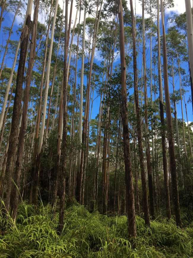ユーカリの森は鳥の囀りと馬の蹄の音だけが響きます