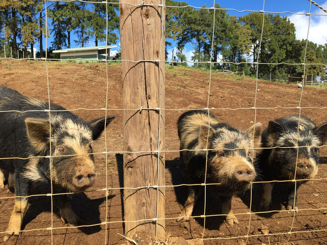 豚の仲良し３姉妹