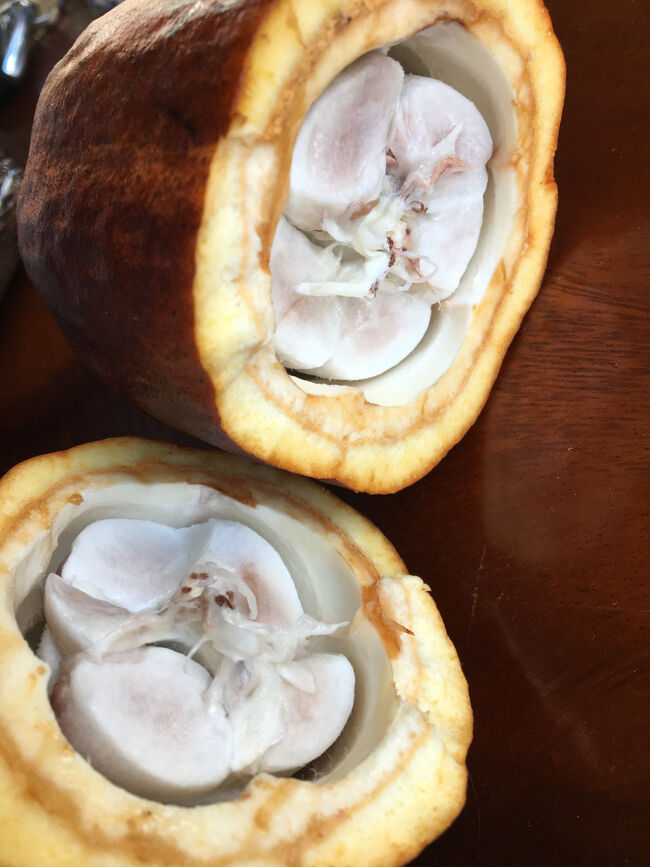 チョコレート講習<br />まず、カカオを割ります