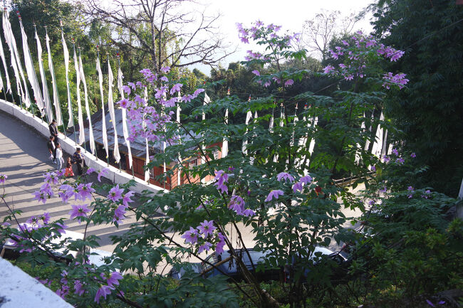 お寺の前庭の一角に皇帝ダリアが咲いていました。なかなか見事です。<br />皇帝ダリアは、霜が降りると終わってしまうので、冬越しの世話が必要ですが、高地で寒い地方でもこんなに見事に咲くのですね。<br />