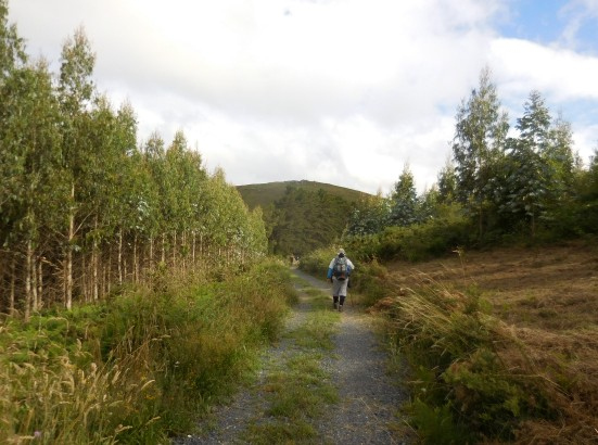 今日はいよいよメリデに到達してフランス人の道と合流します。カミーノ銀座なので巡礼が山盛りいることでしょう、良いんだか悪いんだか。<br />ベッドから這い出すと昨日ほどの痛みはありません。きっとシルビーがくれたクリームの二重掛けと、痛み止めを倍飲んだ複合技でしょうか。<br />床下のデジカメデータに別れを告げて痛み止めを１錠飲んでモタモタと７時半に出発。<br />カミーノはいつもと同じです。登ったり降りたりの繰り返し。10時を過ぎると気温がぐんぐん上昇してくるので、森の中のカミーノを歩けるのは日陰があって有難いです。