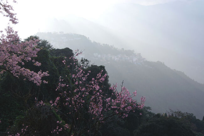 桜越しにペリン（Pelling）の町が見えます。<br />