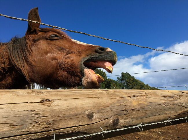 リラックスして大あくび