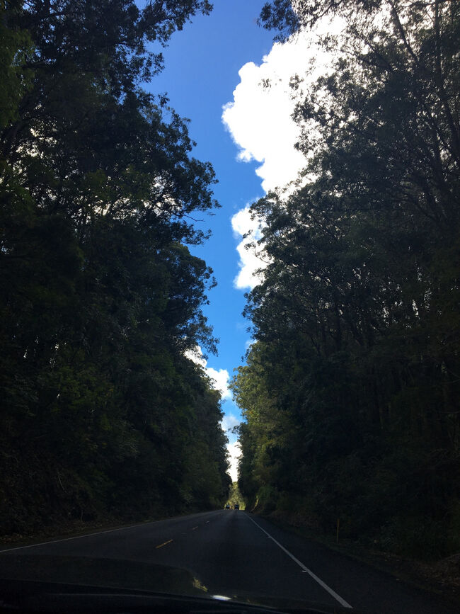 森に挟まれた道