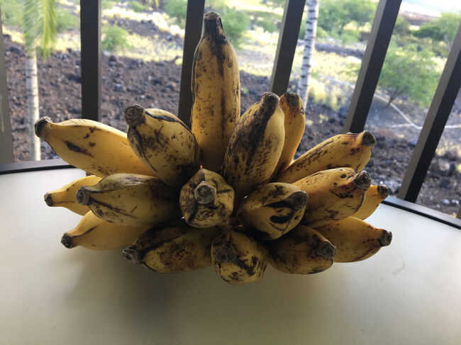 知り合いにもらったバナナ