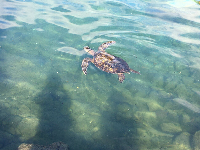 ホヌものんびり過ごしています