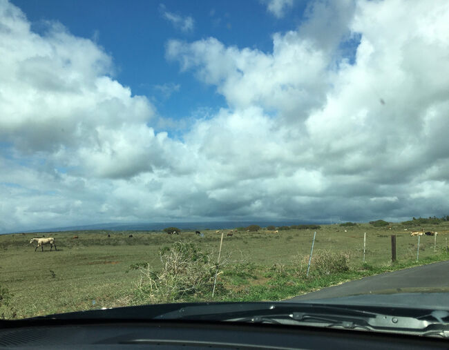 放牧されている馬がいるとついつい反応してしまいます